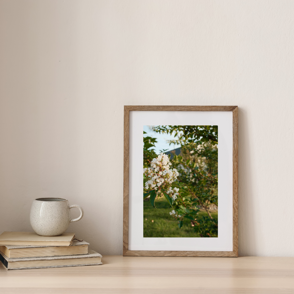 White Summer Blossoms | Nature Photography Print 5x7