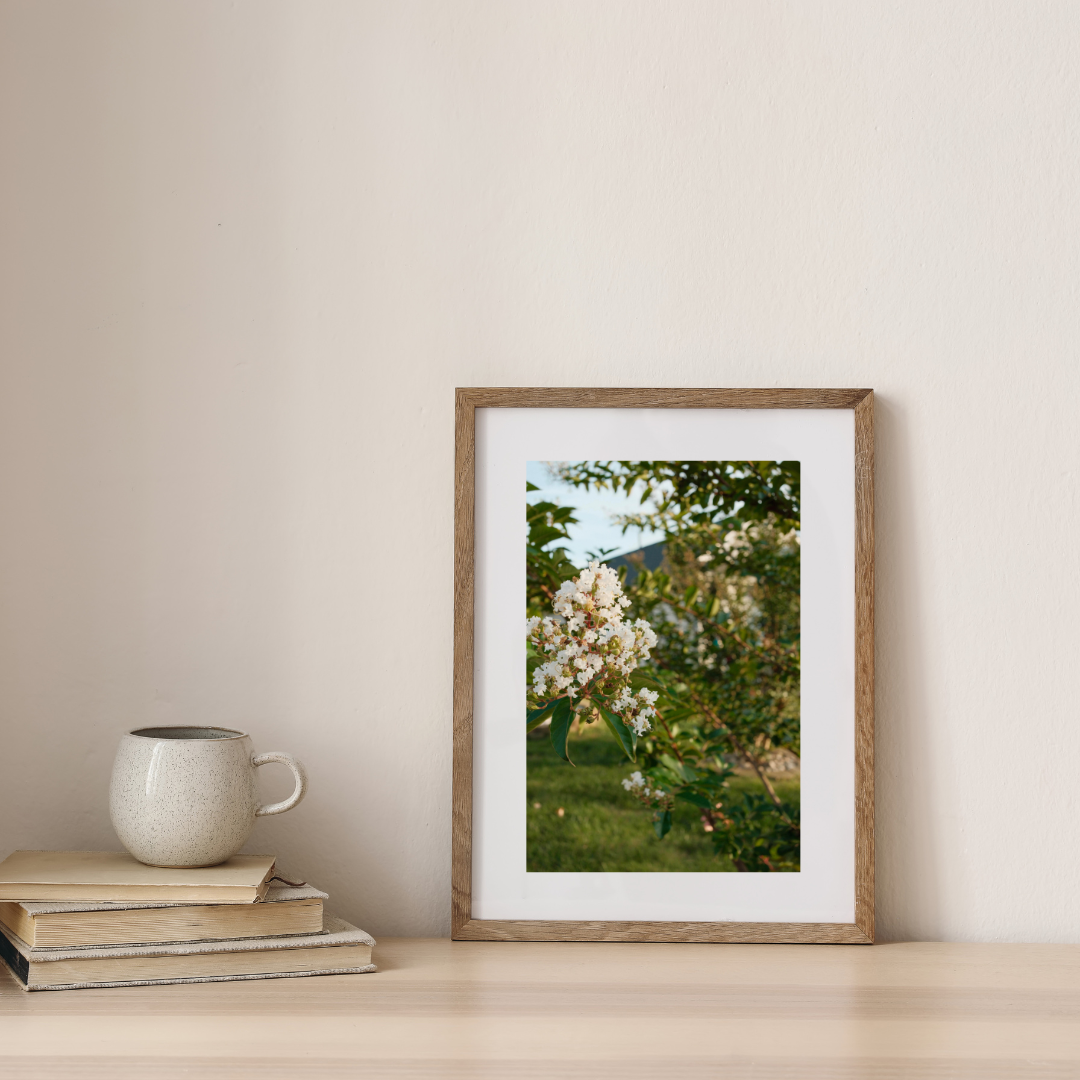 White Summer Blossoms | Nature Photography Print 5x7