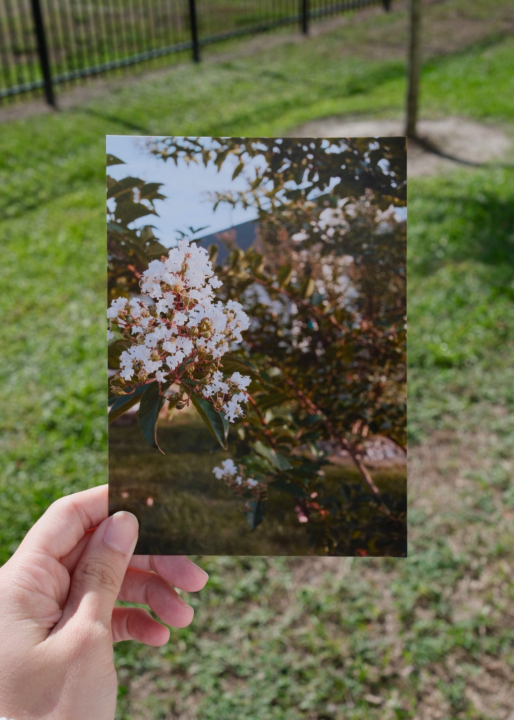 White Summer Blossoms | Nature Photography Print 5x7